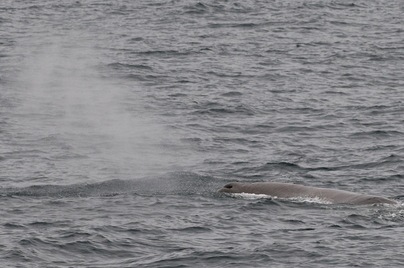 52 Kaskelotti 6.jpg - Tahystys tuotti tulosta - kohtasimme Glenn -nimisen kaskelotin